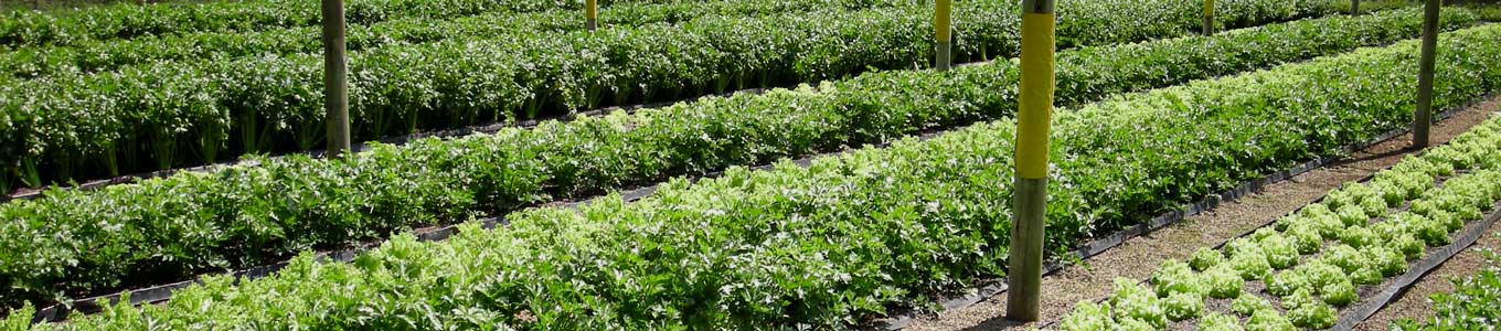 hydroponic farming business plan south africa